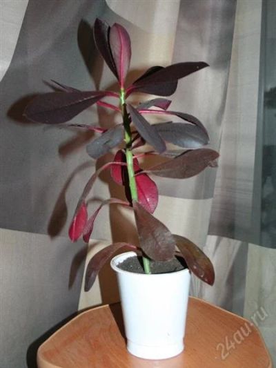 Лот: 1914831. Фото: 1. Синадениум -Synadenium grantii. Горшечные растения и комнатные цветы