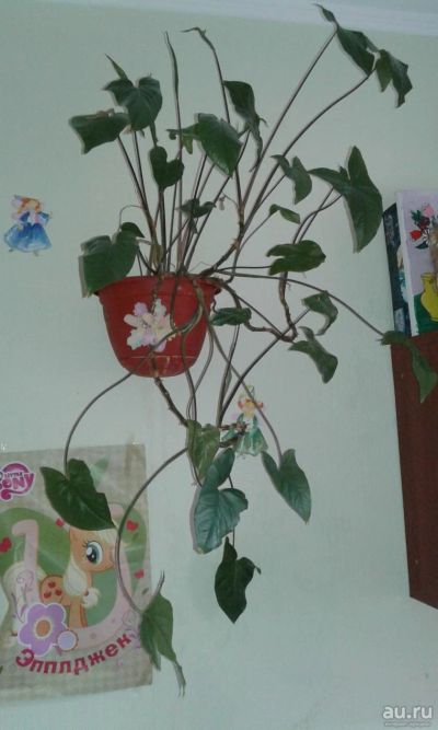 Лот: 9699895. Фото: 1. Цветок на стену). Горшечные растения и комнатные цветы