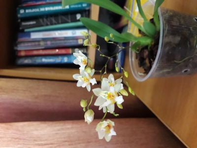 Лот: 12118490. Фото: 1. Орхидея онцидиум твинкле,цветет... Горшечные растения и комнатные цветы