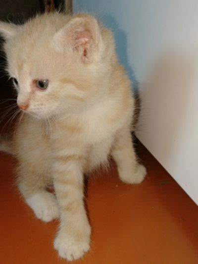 Лот: 16037440. Фото: 1. котёнок в добрые руки. Косметика для животных