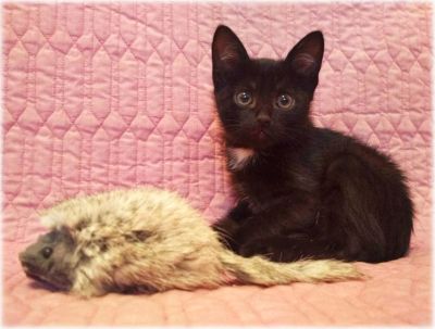 Лот: 10581674. Фото: 1. Котенок "Черныш", 2 мес. Кошки, котята