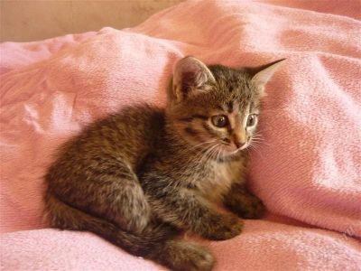 Лот: 1882391. Фото: 1. отдам самого красивого котенка. Кошки, котята