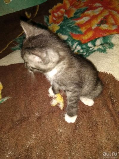 Лот: 13664652. Фото: 1. Котенок. Кошки, котята