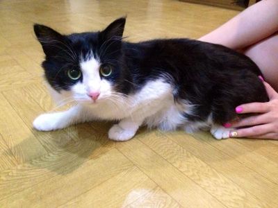 Лот: 3249051. Фото: 1. Отдадим Доброго Котика в Хорошие... Кошки, котята