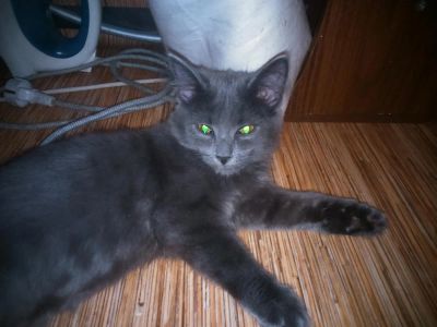 Лот: 3623281. Фото: 1. Отдам кошку 2.5 месяцев!!. Кошки, котята