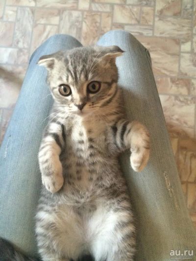 Лот: 8177583. Фото: 1. Шотландская вислоухая. Кошки, котята