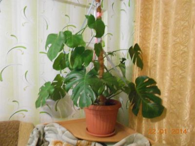 Лот: 3687617. Фото: 1. Продам монстеру большую. Горшечные растения и комнатные цветы