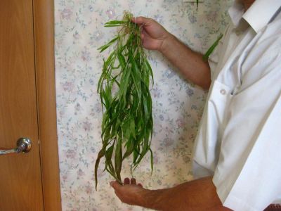 Лот: 2332825. Фото: 1. Гигрофила иволистная (Hygrophila... Водные растения