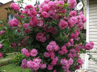 Лот: 15157952. Фото: 1. Роза Камелот плетистая. весна. Садовые цветы