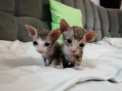 Лот: 14323313. Фото: 1. Котята Донской сфинкс. Кошки, котята