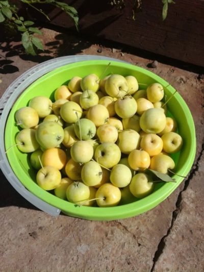 Лот: 12074806. Фото: 1. Вкуснейшая сочная ранетка. 10... Овощи, фрукты, зелень