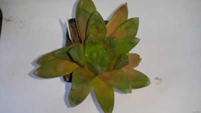 Лот: 13777012. Фото: 1. Хавортия truncata "tenuis" X cymbiformis... Горшечные растения и комнатные цветы
