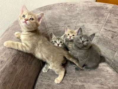 Лот: 19840678. Фото: 1. Шотландские пряямоухие котята. Кошки, котята