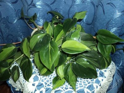 Лот: 2783240. Фото: 1. Филодендрон лазящий Philodendron... Горшечные растения и комнатные цветы