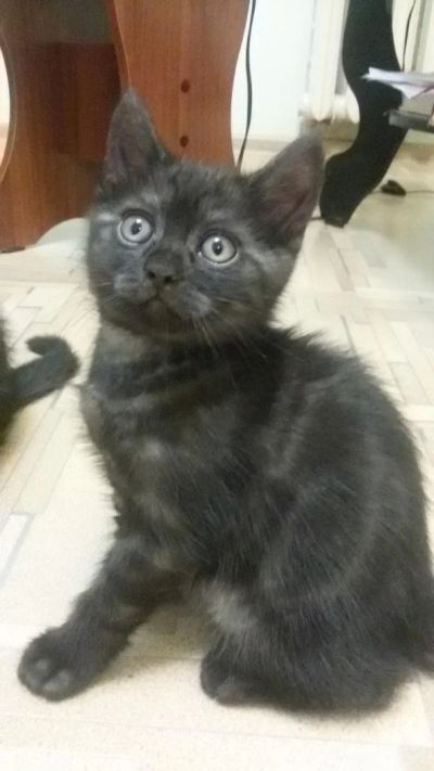 Лот: 7884052. Фото: 1. Британский котик. Кошки, котята