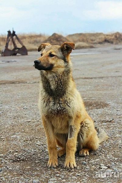 Лот: 13509658. Фото: 1. Щенок Валет в заботливые руки. Собаки, щенки