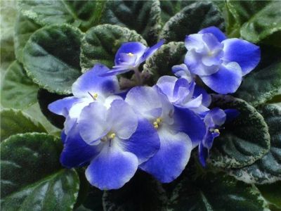 Лот: 7395693. Фото: 1. фиалка Park Ave Blue (лист). Горшечные растения и комнатные цветы