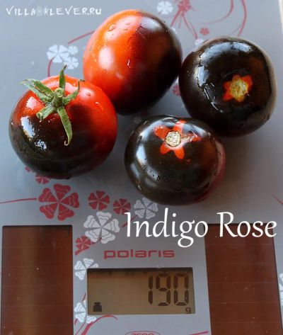 Лот: 9070579. Фото: 1. Семена томат Indigo Rose (Индиго... Овощи