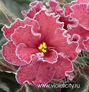 Лот: 2101246. Фото: 1. лист фиалки Strawberry Fields. Горшечные растения и комнатные цветы