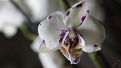 Лот: 5835933. Фото: 1. Орхидея в крап. Горшечные растения и комнатные цветы