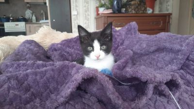 Лот: 19022857. Фото: 1. Котенок. Кошки, котята