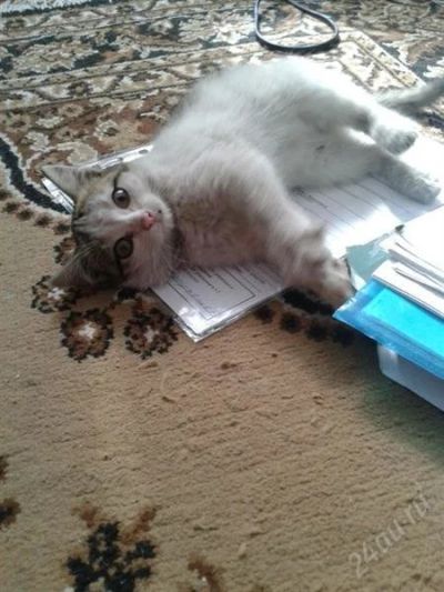 Лот: 1888616. Фото: 1. Клшечка на пристрой! Передержку... Кошки, котята
