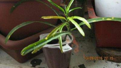 Лот: 7835833. Фото: 1. кротон пиктум. Горшечные растения и комнатные цветы