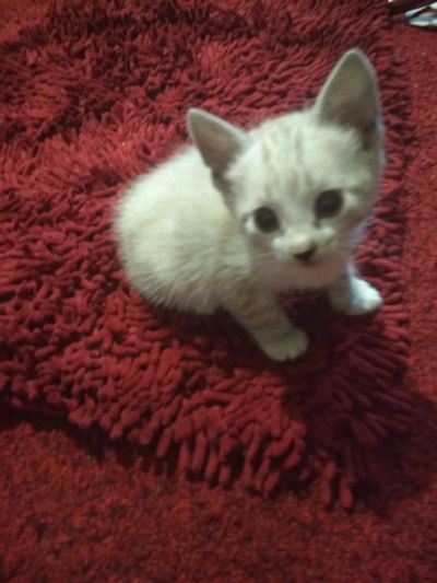 Лот: 11601460. Фото: 1. Котята. Кошки, котята