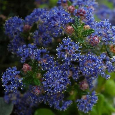 Лот: 12261446. Фото: 1. Цеанотус (Краснокоренник) ceanothus... Декоративные кустарники и деревья