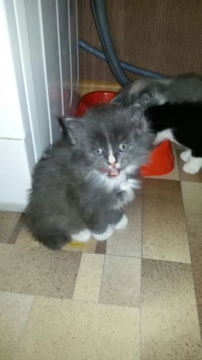 Лот: 8473869. Фото: 1. Лохматая бестия, кошечка. Кошки, котята