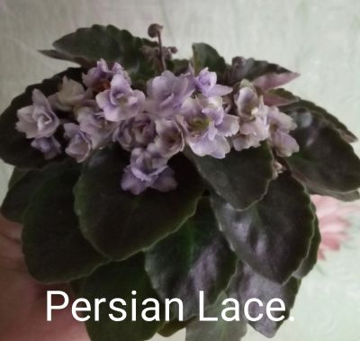 Лот: 14301376. Фото: 1. Фиалка Persian Lace - лист. Горшечные растения и комнатные цветы