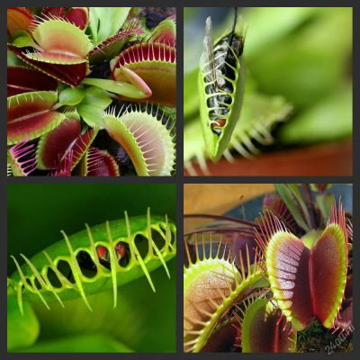 Лот: 5532905. Фото: 1. Венерина мухоловка-Dionaea muscipula... Горшечные растения и комнатные цветы