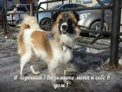 Лот: 2539498. Фото: 1. Собака в дар. Собаки, щенки