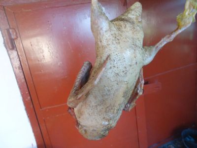 Лот: 9952812. Фото: 1. мясо утки. Мясо, птица, яйцо