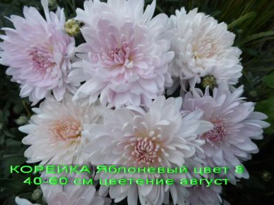 Лот: 7344808. Фото: 1. "Яблоневый цвет" Хризантема корейская. Садовые цветы