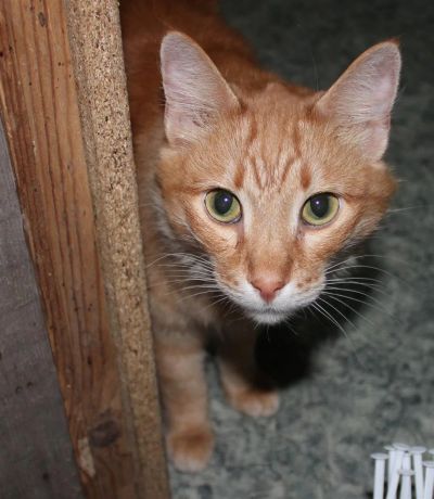 Лот: 3477144. Фото: 1. Егор) кот Вашей мечты! Кастрирован... Кошки, котята