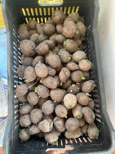 Лот: 19056141. Фото: 1. Картошка продана. Картофель