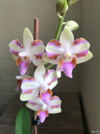 Лот: 17660300. Фото: 1. Орхидея фаленопсис Pulcherima... Горшечные растения и комнатные цветы