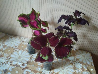 Лот: 14907051. Фото: 1. колеусы 3 шт. Горшечные растения и комнатные цветы