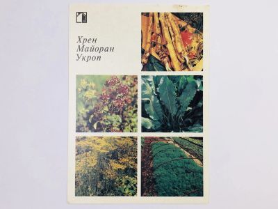 Лот: 23296305. Фото: 1. Хрен. Майоран. Укроп. Открытка... Открытки, конверты