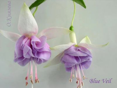 Лот: 7474000. Фото: 1. Фуксия махровая Blue Vail укоренённый... Горшечные растения и комнатные цветы