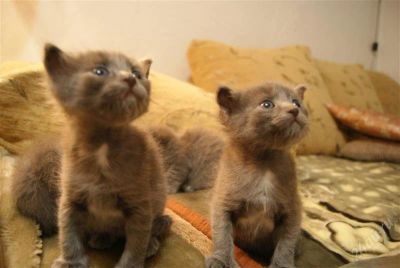 Лот: 2373342. Фото: 1. Котята-маффины. Разное