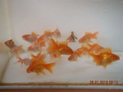 Лот: 2536215. Фото: 1. Рыбки золотые. Рыбки
