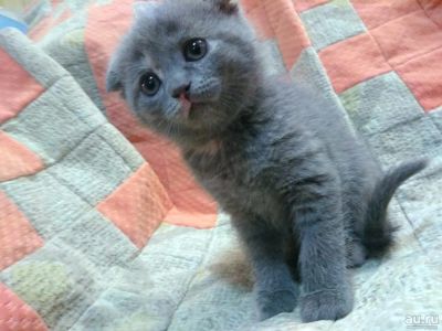 Лот: 12786811. Фото: 1. Шотландские котята. Кошки, котята