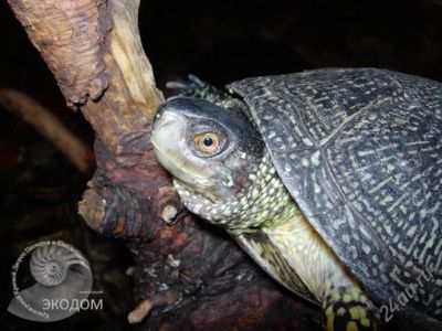 Лот: 89234. Фото: 1. Болотная водная европейская черепаха... Остальные животные