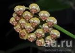 Лот: 13554956. Фото: 1. Хойя Hoya bicknelii. Горшечные растения и комнатные цветы