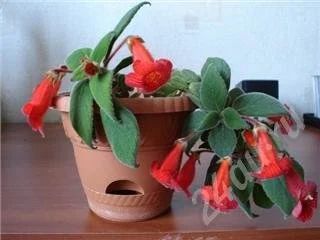 Лот: 352837. Фото: 1. Колерия. Горшечные растения и комнатные цветы