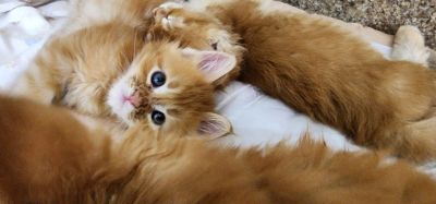 Лот: 25208248. Фото: 1. Котёнок Мейн-кун. Кошки, котята