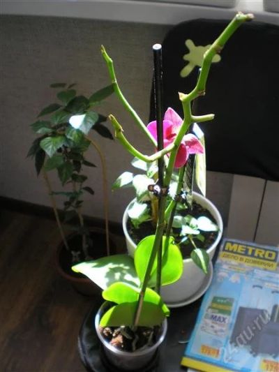 Лот: 2722036. Фото: 1. Орхидея. Горшечные растения и комнатные цветы
