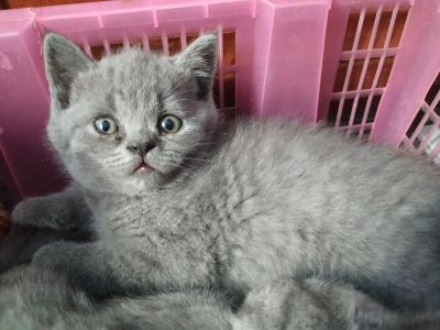 Лот: 13948300. Фото: 1. Котенок Шотландский страйт, девочка... Кошки, котята